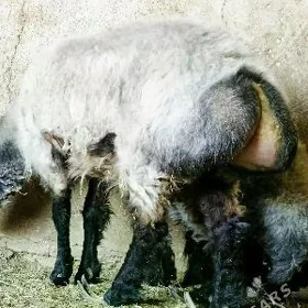 bakylan işşek