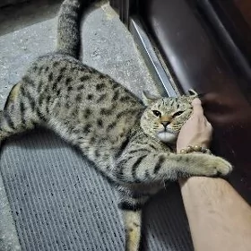 Нашёл кота