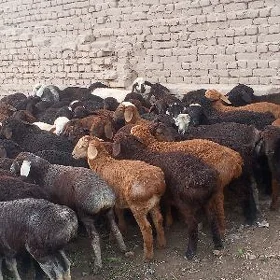 gusar goynlar