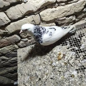 kepderi