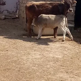 göleli sygyr
