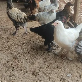 Towuk juyje