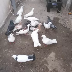 Satlyk kepderi