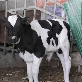 ala sygyr