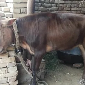 gulajyn