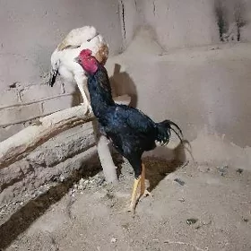 хораз