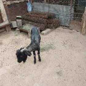 dog geçi