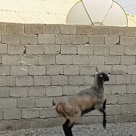 Goýun