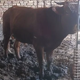 BAKLYK OKUZ