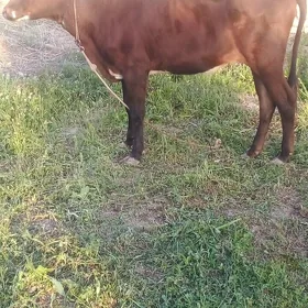 YHAJYHLAR