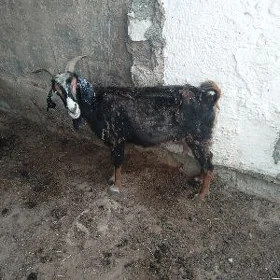 Geci