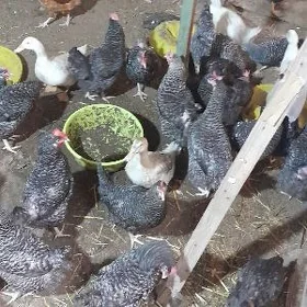 horoz towuk