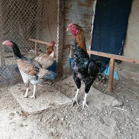 horoz towuk bayso