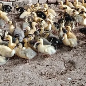 ýaşylbaş ördek jüýje