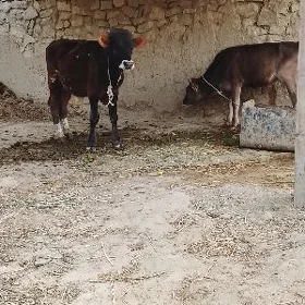 öküz tuwe