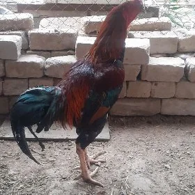 Baýes horaz