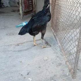makyan