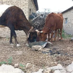 yetik bogoz