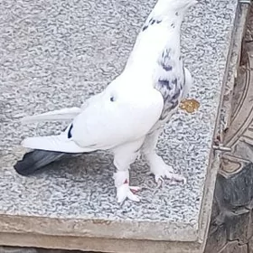 kepderi