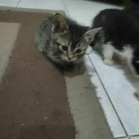 отдаю кота