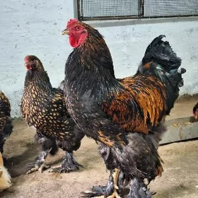 brama towuklar