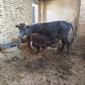 goleli sygyr