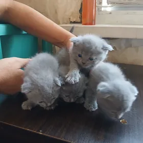 шотландская кошка