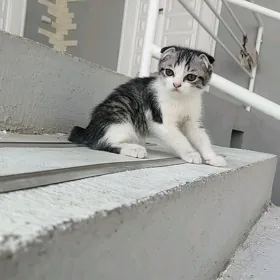 pişik