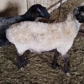 goýunlar