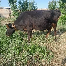 goleli sygyr