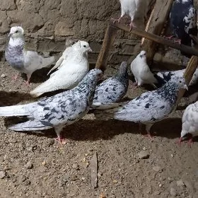 kepderi