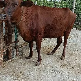 yetik bogaz