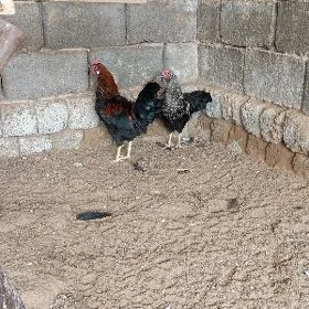 Horaz