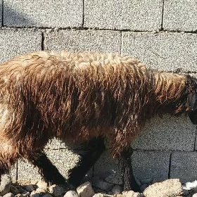 Goyun işek