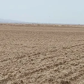 Ekin ýer Arenda