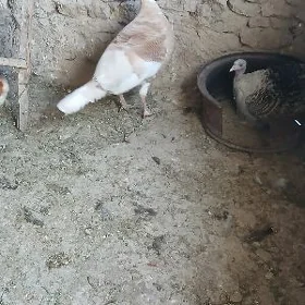 induk kurk