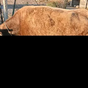 sygyr