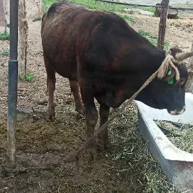 3 yaşar öküz