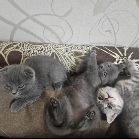 шотландские котята