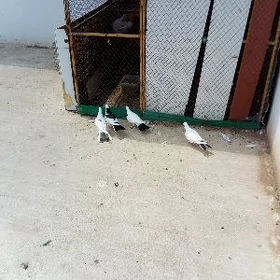 Kepderi