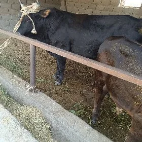 uly öküz