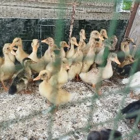 гак гак ордаклер