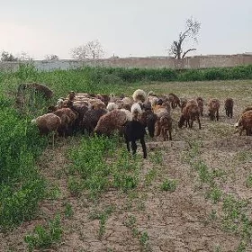 guzylar