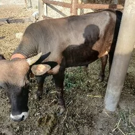 Öküz