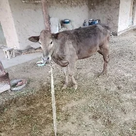 göle gulajyn