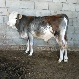 öküz
