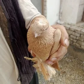 kepder