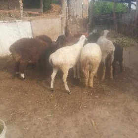 koçkarlar