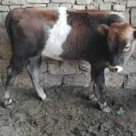 ŞWES OKÜZ ARASSA