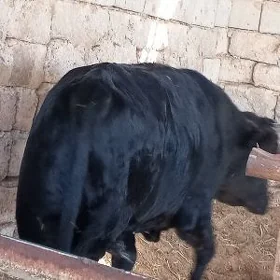 Öküz